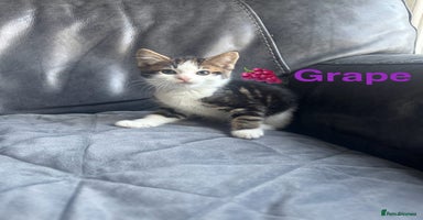 Mixed Breed cats - Advert 2