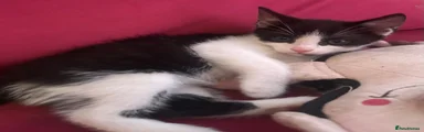 Mixed Breed 3