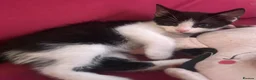 Mixed Breed cats for sale: kittens available immediately  in Cannock - Advert 12