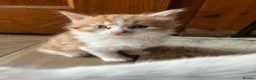 British Longhair cats for sale: Kittens in Romford - Advert 14