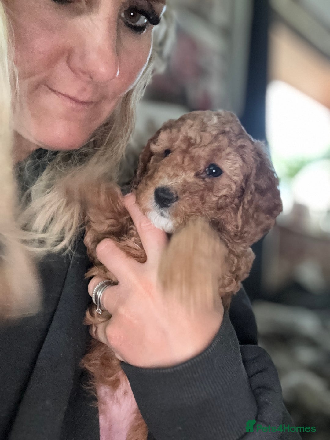 Cockapoo dogs for sale: Cockapoo puppies in Preston - Image 27