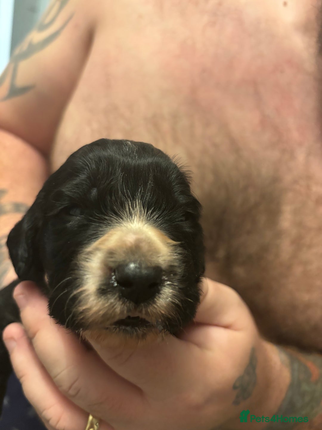 Cocker Spaniel dogs for sale: Cocker spaniel boys  - Advert 8