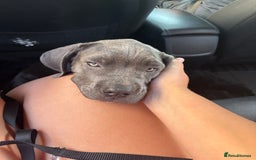 Cane Corso dogs for sale: Cane Corse Female  - Image 7
