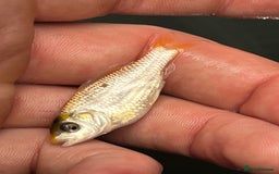 Koi Carp fish for sale: Baby koi 1-2 inches  - Image 7