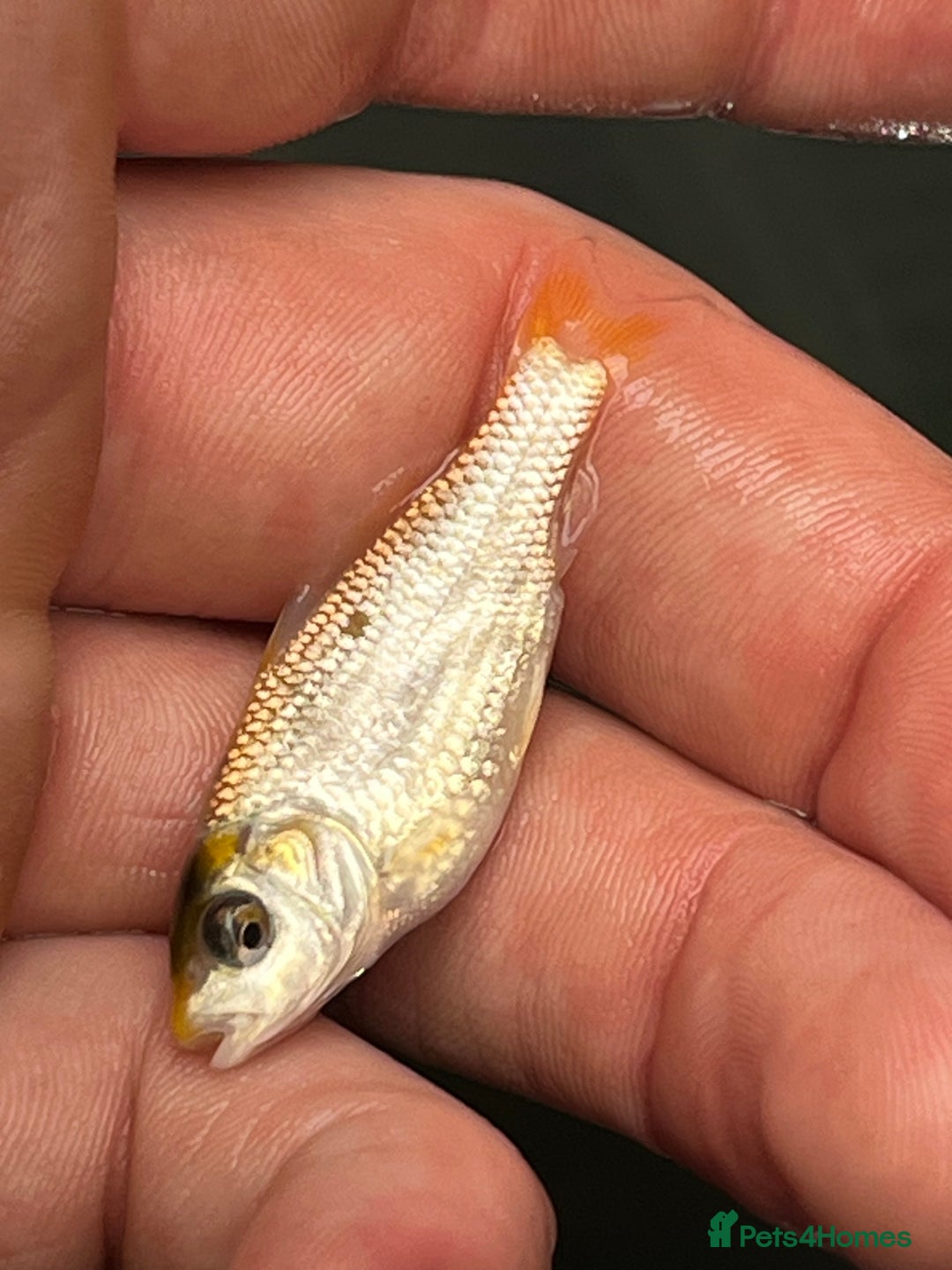 Koi Carp fish for sale: Baby koi 1-2 inches  - Image 7