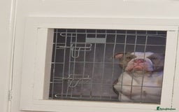 American Bully dogs for sale: Zeus  - Image 2