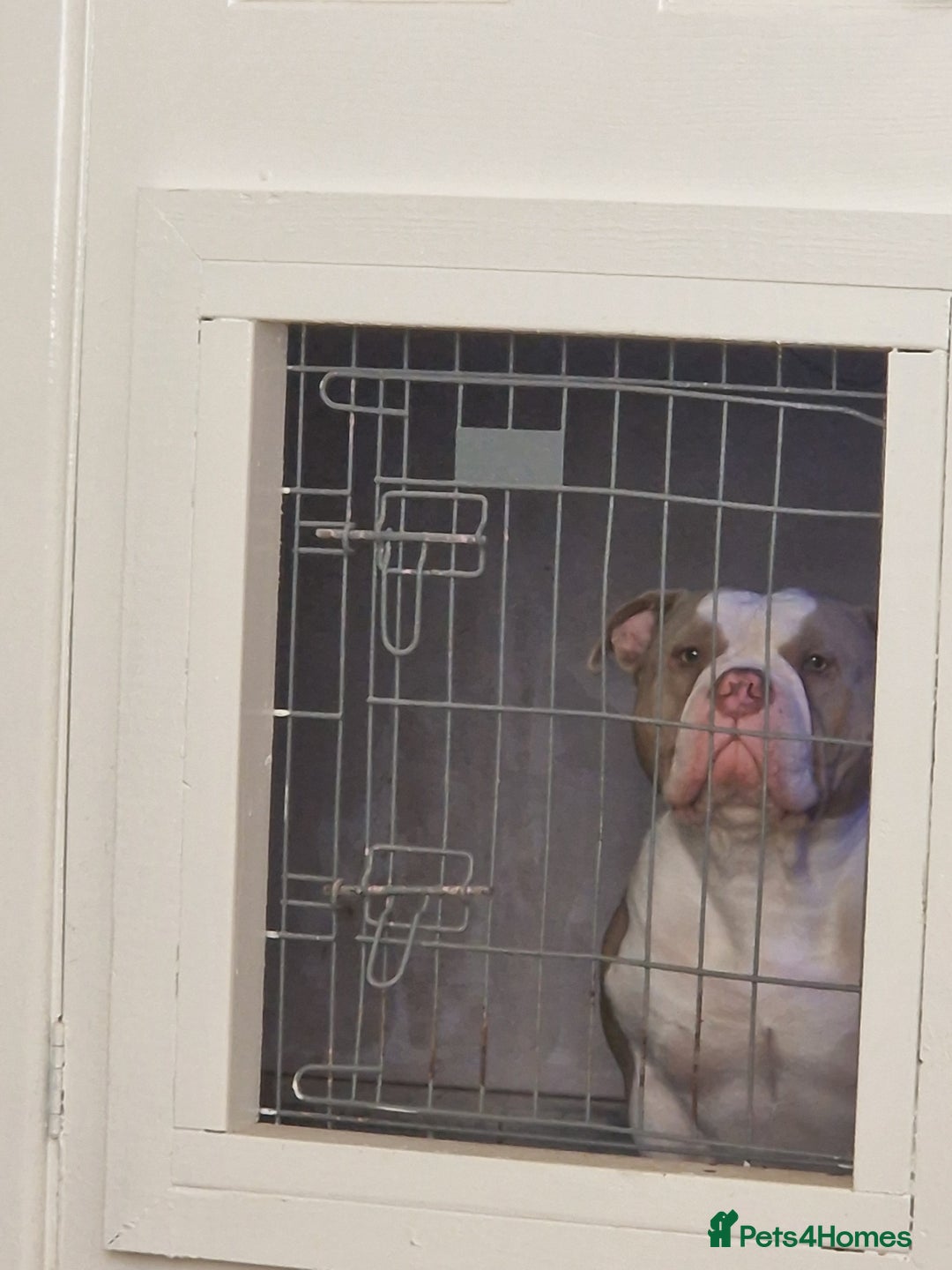 American Bully dogs for sale: Zeus  - Image 2