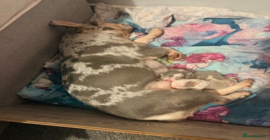 French Bulldog dogs PRICE DROP !! Kc registered frenchie puppies - Advert 3