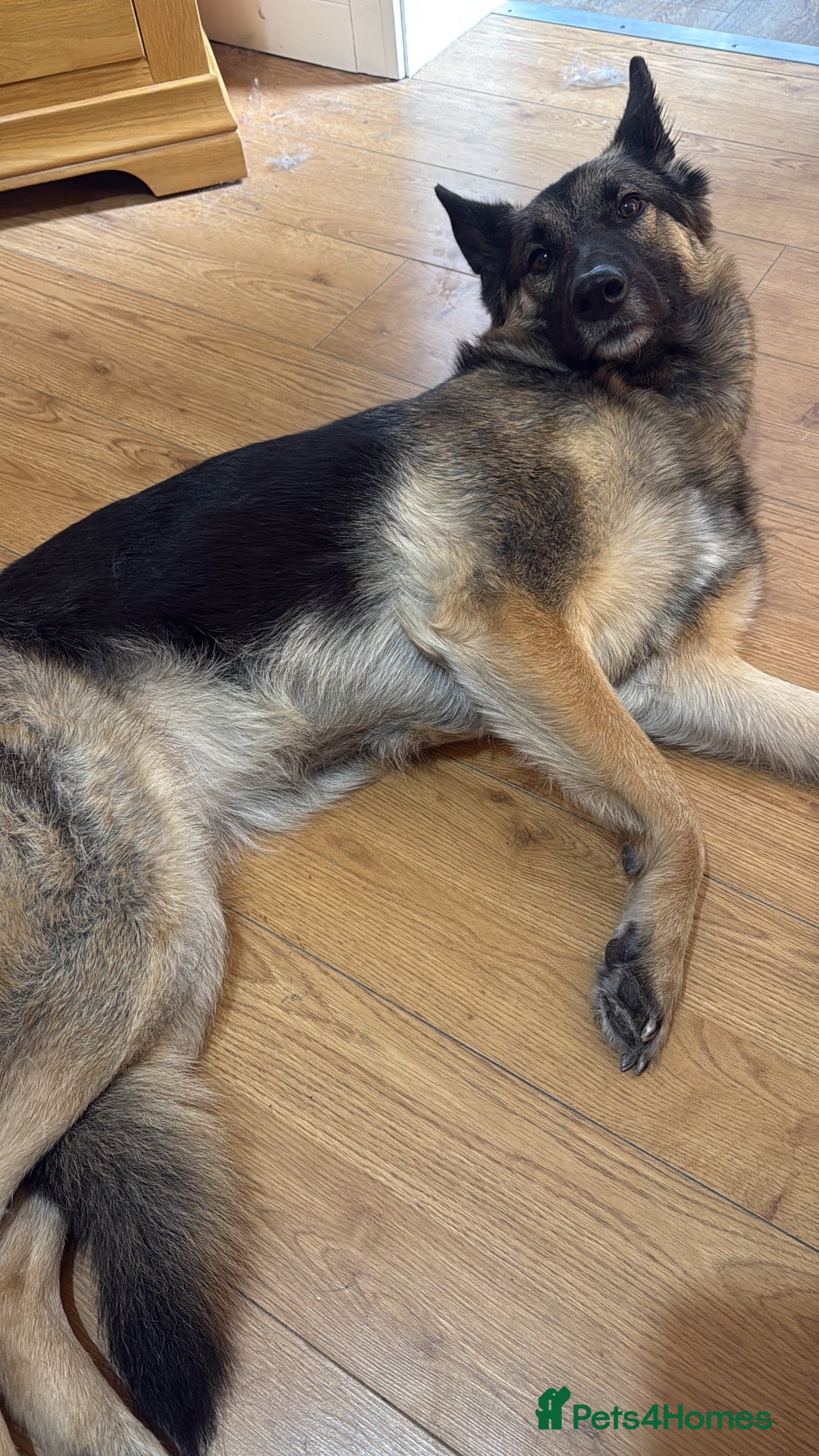 German Shepherd dogs 4 Year Old GSD Looking for new Home - Advert 12