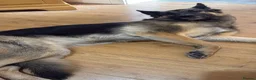 German Shepherd dogs for sale: 4 Year Old GSD Looking for new Home in Great Yarmouth - Advert 1
