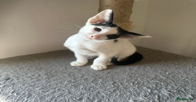 Peterbald cats - Advert 2