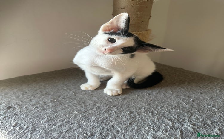 Peterbald cats - Advert 1