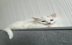 Ragdoll cats for sale: Blue eyed white fluffy kitten - Image 3