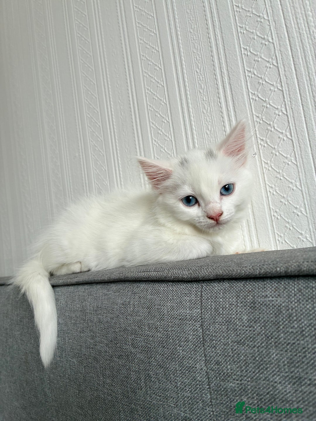 Ragdoll cats for sale: Blue eyed white fluffy kitten - Image 3