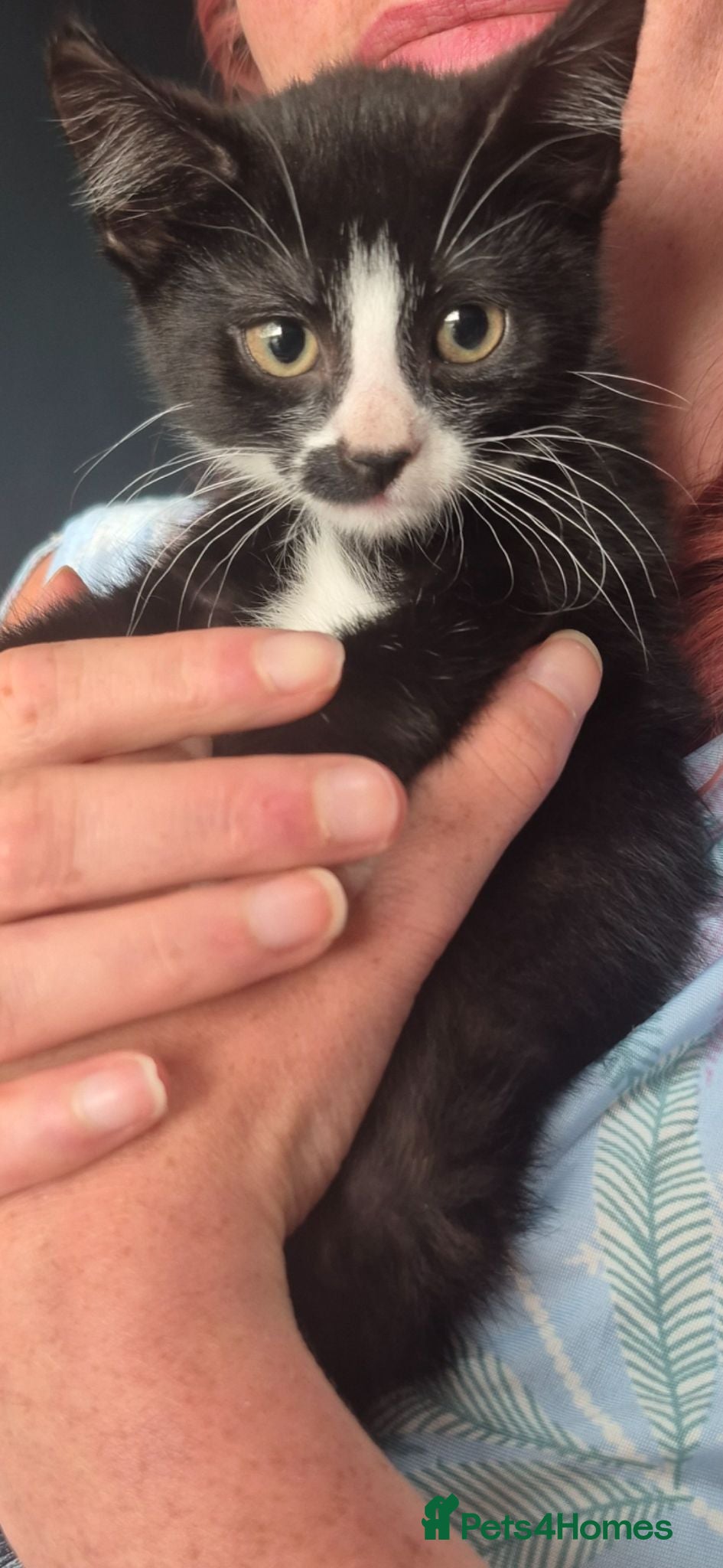 Mixed Breed cats Beautifully marked kittens  - Advert 14