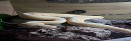 Python Snake reptiles for sale: Banana rainbow  - Advert 1