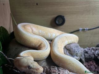 Python Snake reptiles Banana rainbow - Advert 1