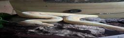 Python Snake reptiles for sale: Banana rainbow  - Advert 1