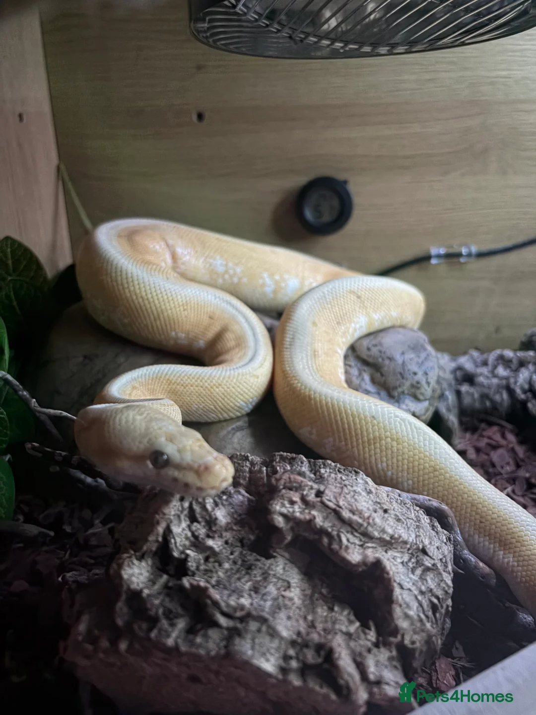 Python Snake reptiles for sale: Banana rainbow  - Advert 1