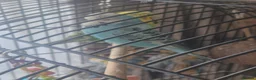 Budgerigars birds for sale: Male and female pair of budgies in Stockport - Advert 4