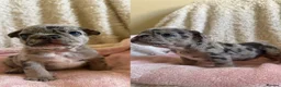 French Bulldog dogs for sale: Confident and Cute French Bulldog Puppies   - Advert 20