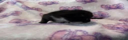 Mixed Breed cats for sale: Stunning Kittens for Sale  - Advert 11