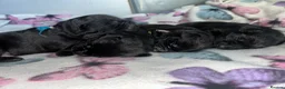 Borador dogs for sale: 3/4 lab 1/4 collie - Advert 6