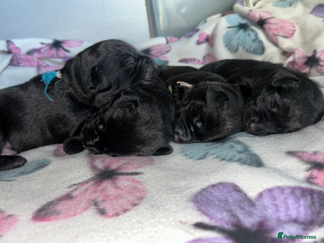 Borador dogs for sale: 3/4 lab 1/4 collie - Advert 6