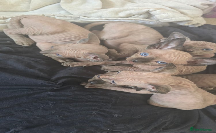 Sphynx cats - Advert 1