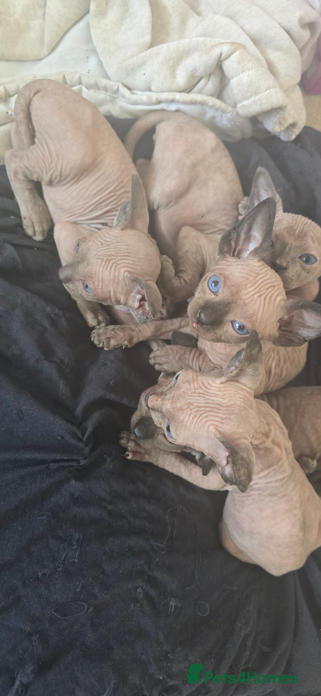 Sphynx cats for sale: 5 sphynx kittens for sale - Image 1