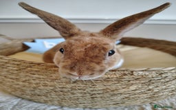 Rex rabbits for sale: Lovely Rex rabbit babies  - Image 20