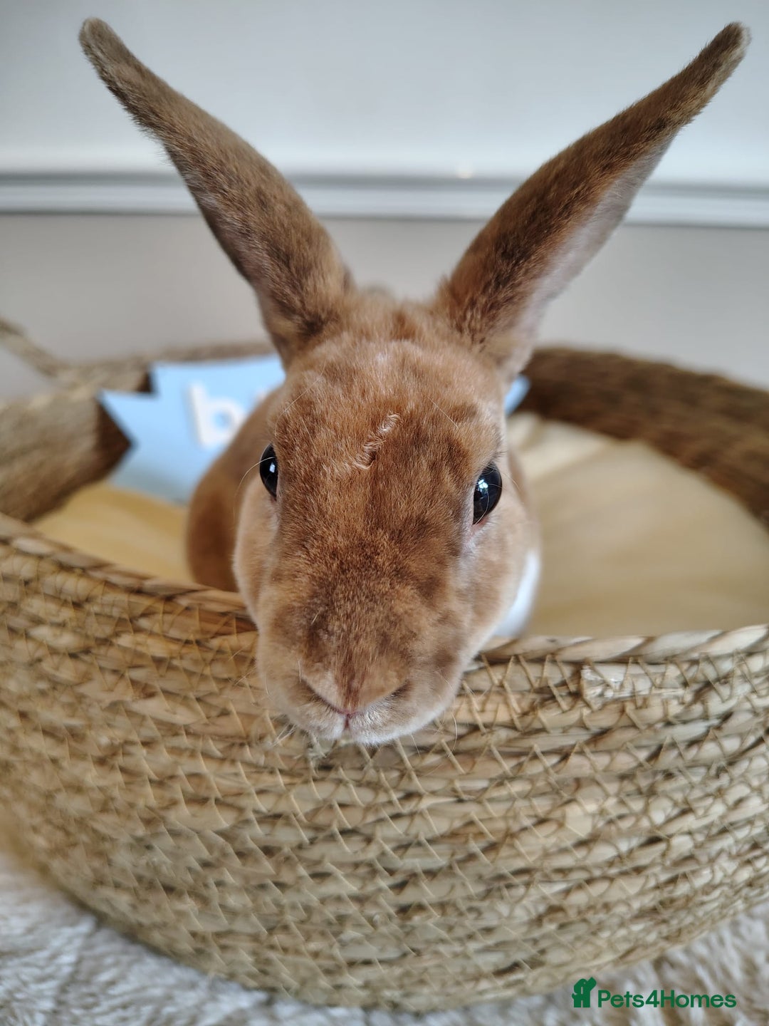 Rex rabbits for sale: Lovely Rex rabbit babies  - Image 20
