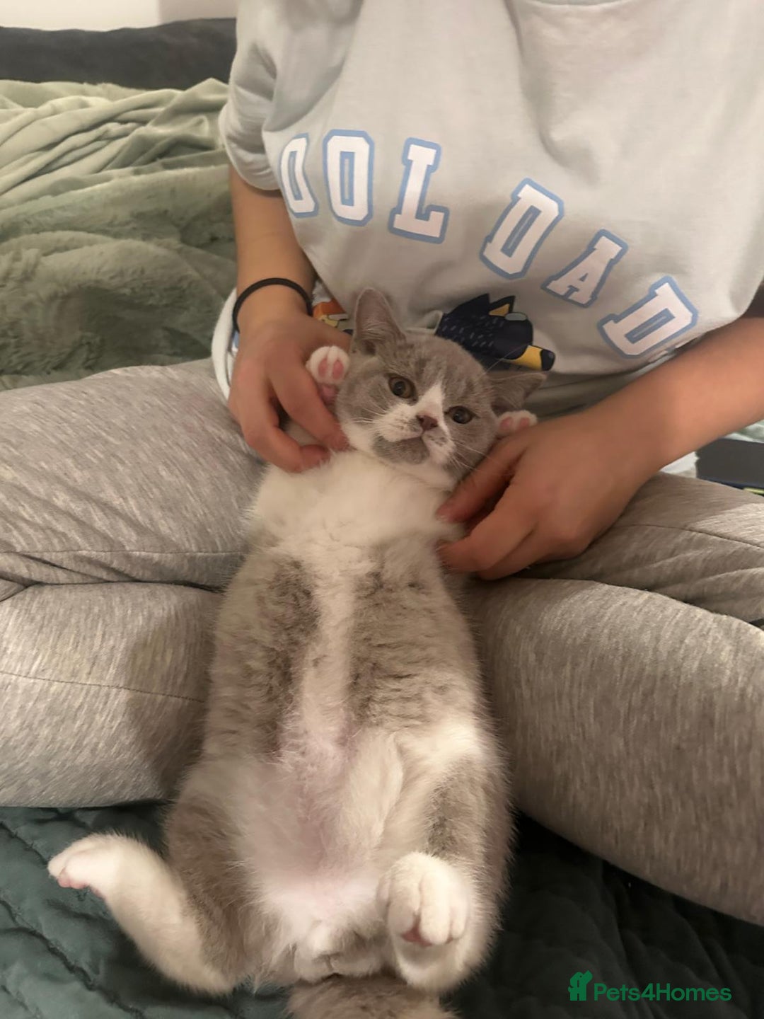 British Shorthair cats for sale: British shorthairs - Advert 7