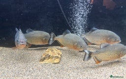 Piranhas fish for sale: Red Belly Piranhas - Image 3