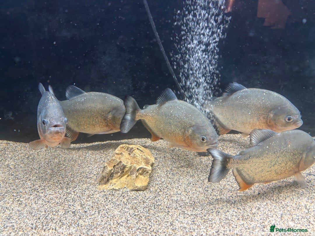Piranhas fish for sale: Red Belly Piranhas - Image 3