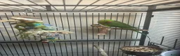 Ringnecks birds for sale: Indian Ringneck - Advert 4