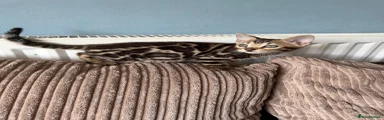 Kitten5