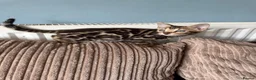 Bengal cats for sale: TICA Bengal kittens available.  - Advert 3