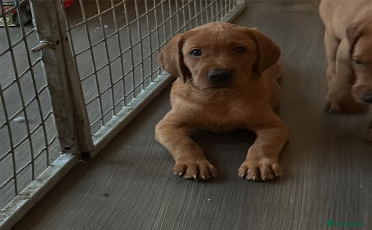 Labrador Retriever dogs - Advert 15