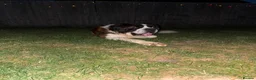 Saint Bernard dogs for sale: Male Saint Bernard  - Advert 2