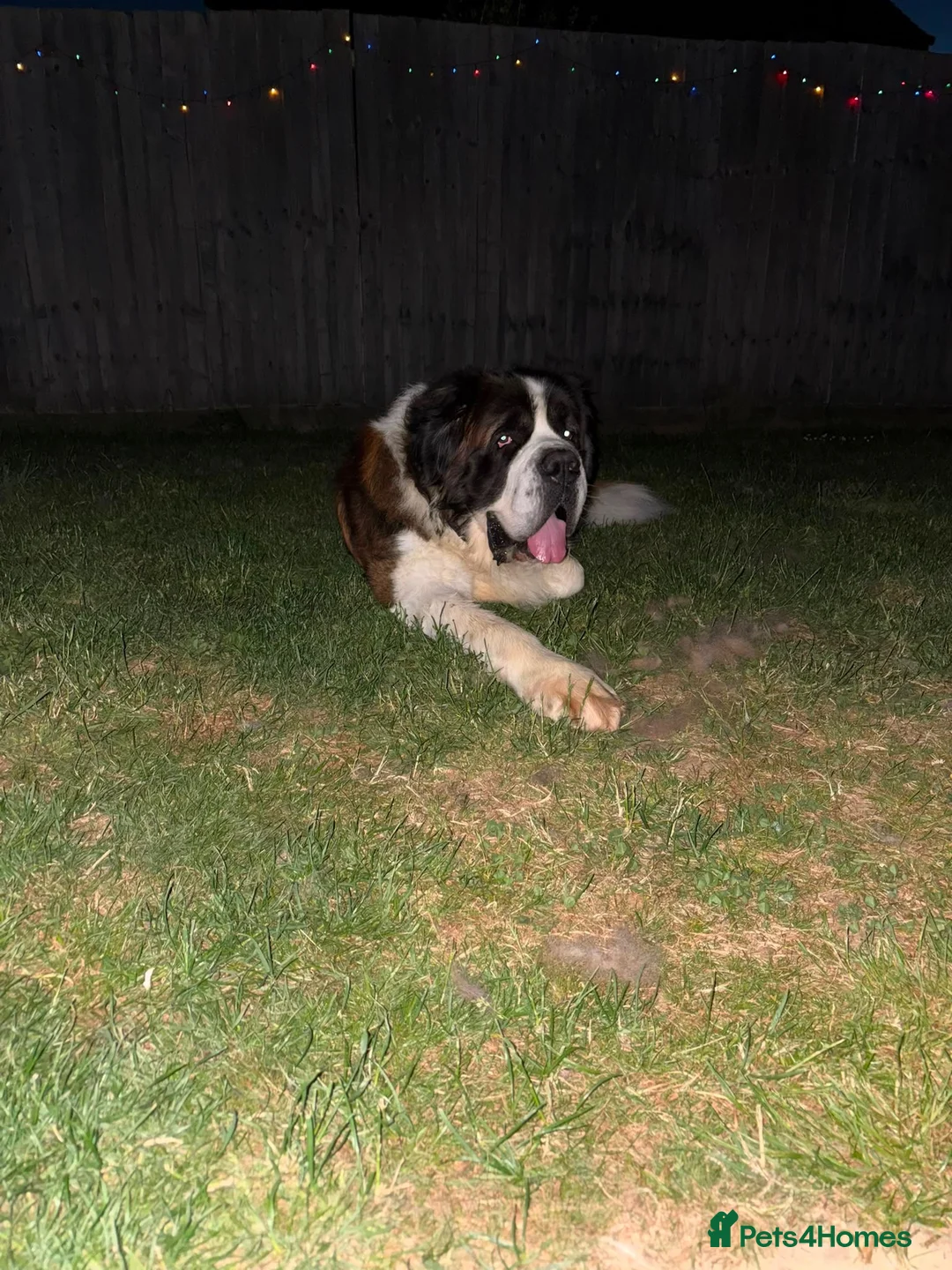 Saint Bernard dogs for sale: Male Saint Bernard  - Advert 2