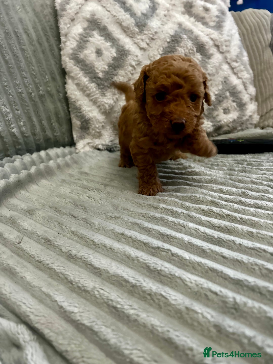 Maltipoo dogs for sale: ✨ Adorable Tiny Maltipoo Puppies For Sale! ✨  - Image 3