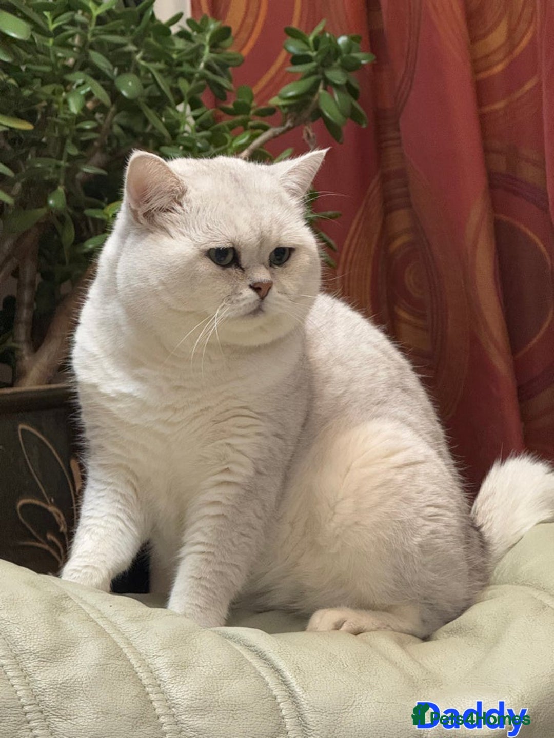 British Shorthair cats for sale: 💜British Shorthair Silver Chinchilla🧡 - Advert 10