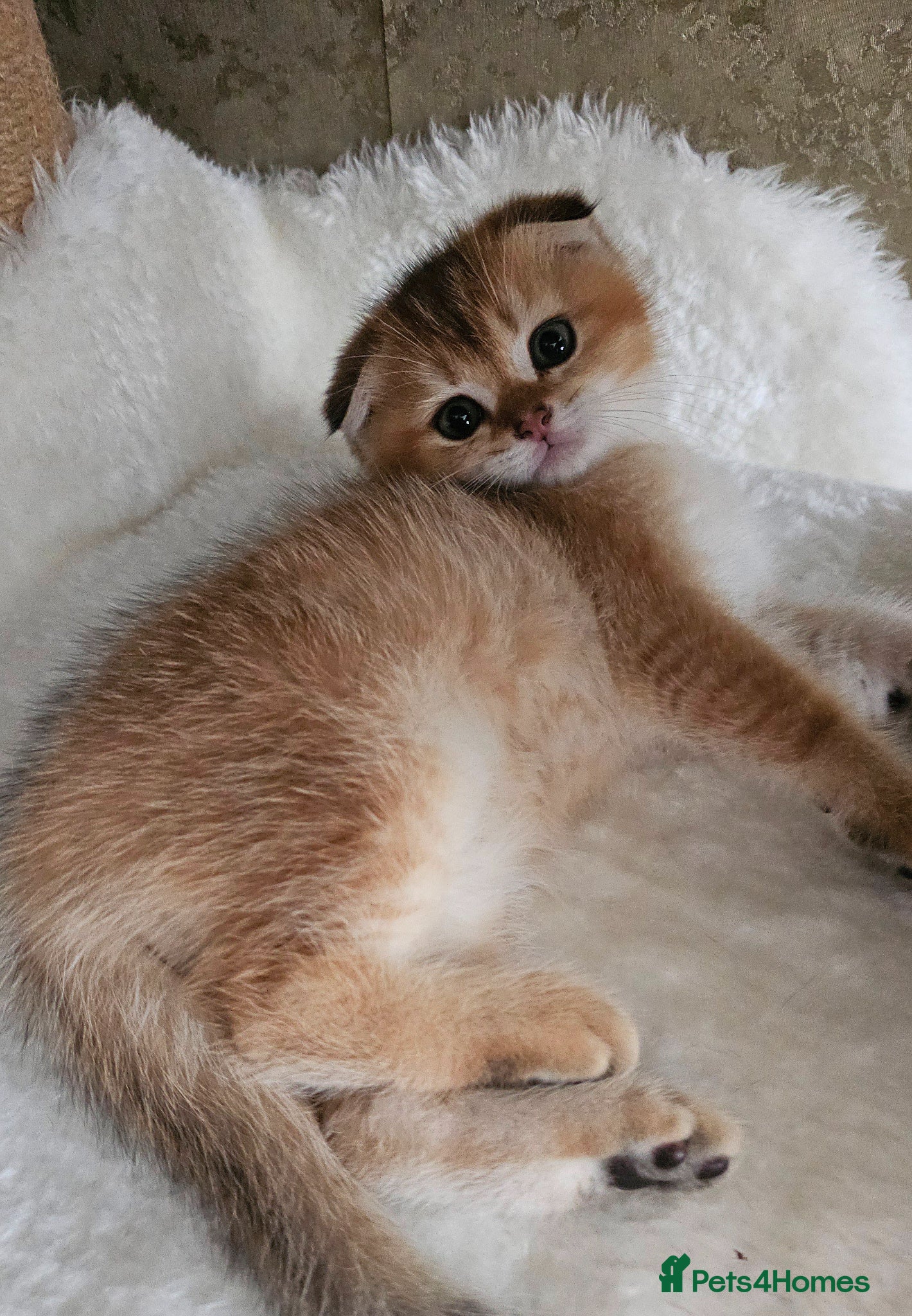 Scottish Fold cats Pedigree SF kittens😻READY FOR RESERVATION - Advert 5