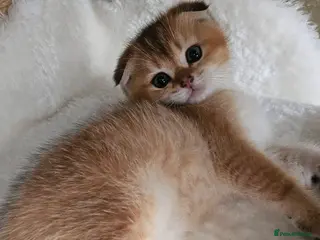 Scottish Fold cats Pedigree SF kittens😻READY FOR RESERVATION - Advert 5