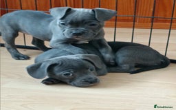 Mixed Breed dogs for sale: Pretty little girls  - Image 9