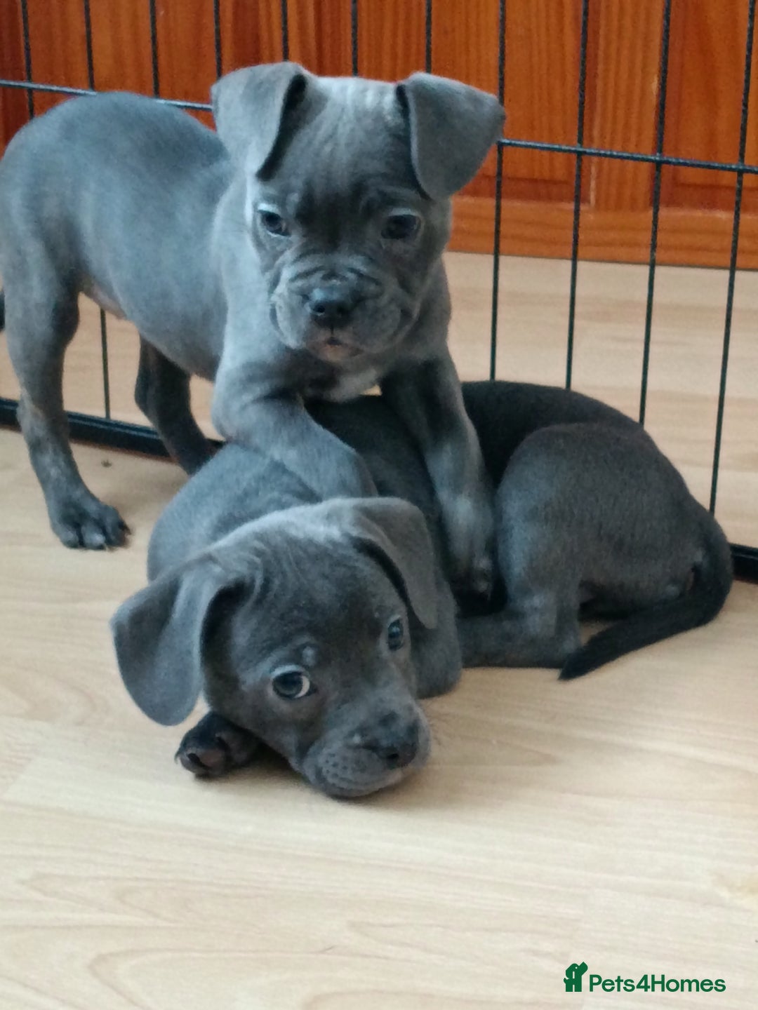 Mixed Breed dogs for sale: Pretty little girls  - Image 9