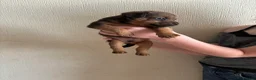 Patterdale Terrier dogs for sale: Patterdale puppies for sale in Dyffryn Ardudwy - Advert 13