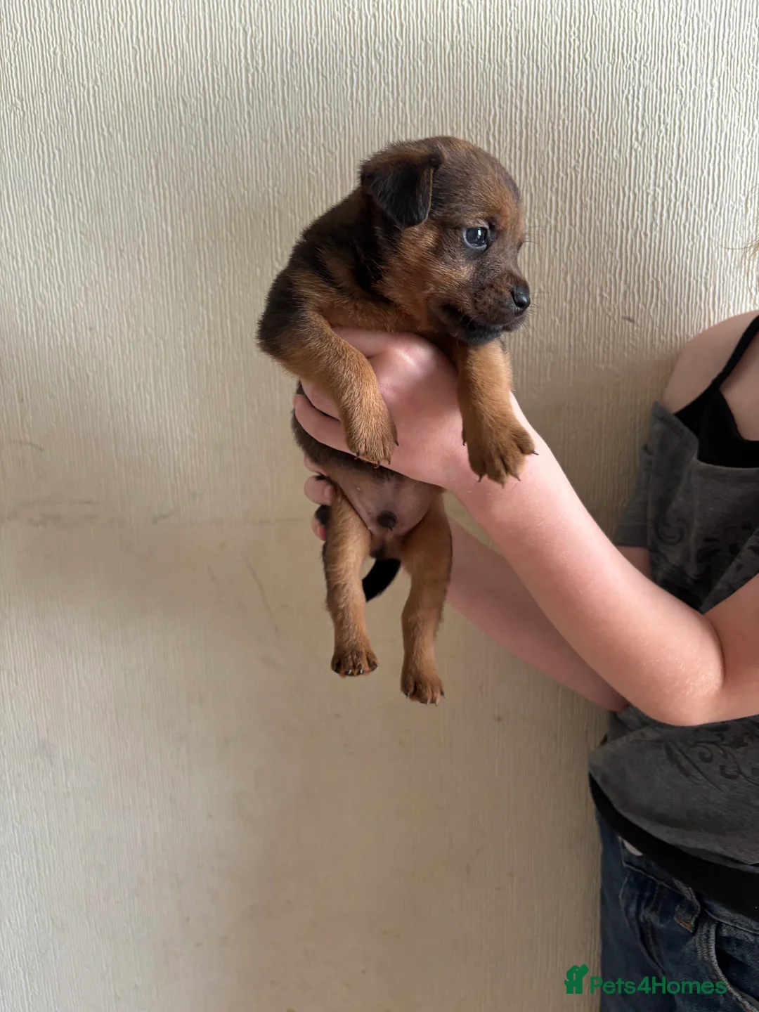 Patterdale Terrier dogs for sale: Patterdale puppies for sale in Dyffryn Ardudwy - Advert 13