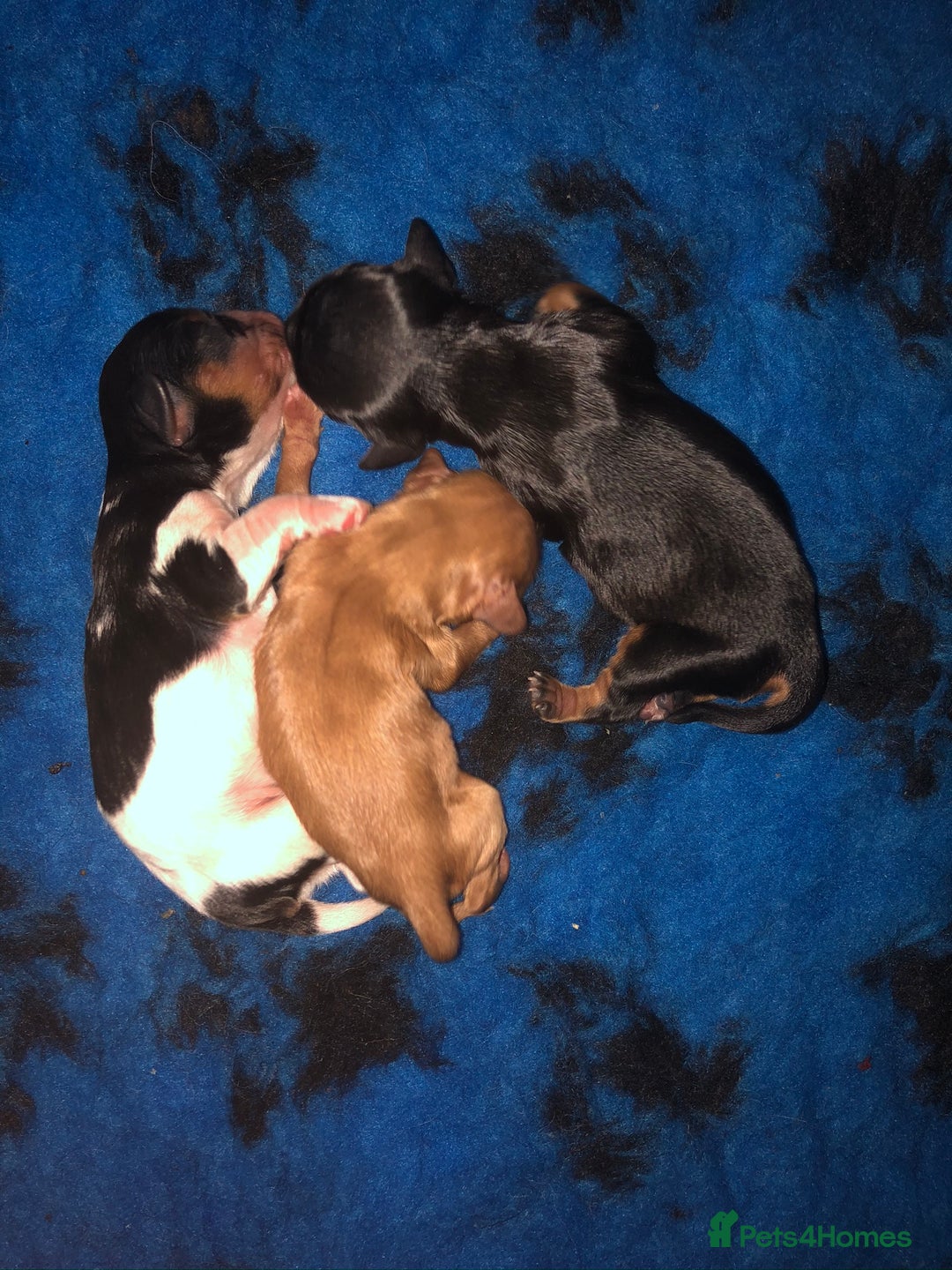 Cavalier King Charles Spaniel dogs for stud: Fully health tested proven Kc reg, multi gen clear in Wrexham - Image 24